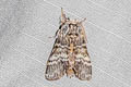 Lunar Marbled Brown Drymonia ruficornis